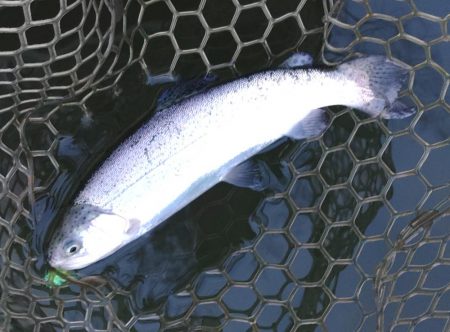 放流魚はどこだ ～大安トラウトレイク～